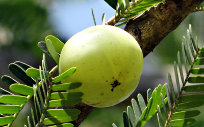 Amla: una baya maravillosa para aumentar la inmunidad